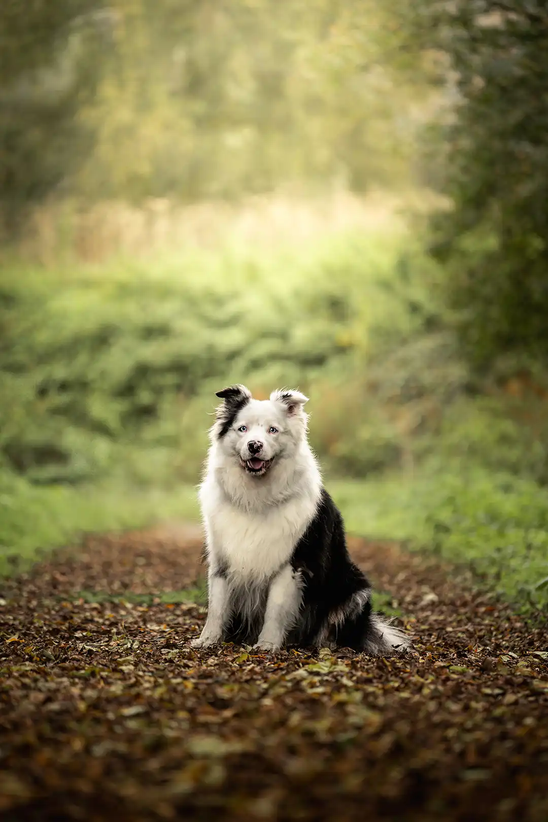Chien blanc assis dans l'herbe
