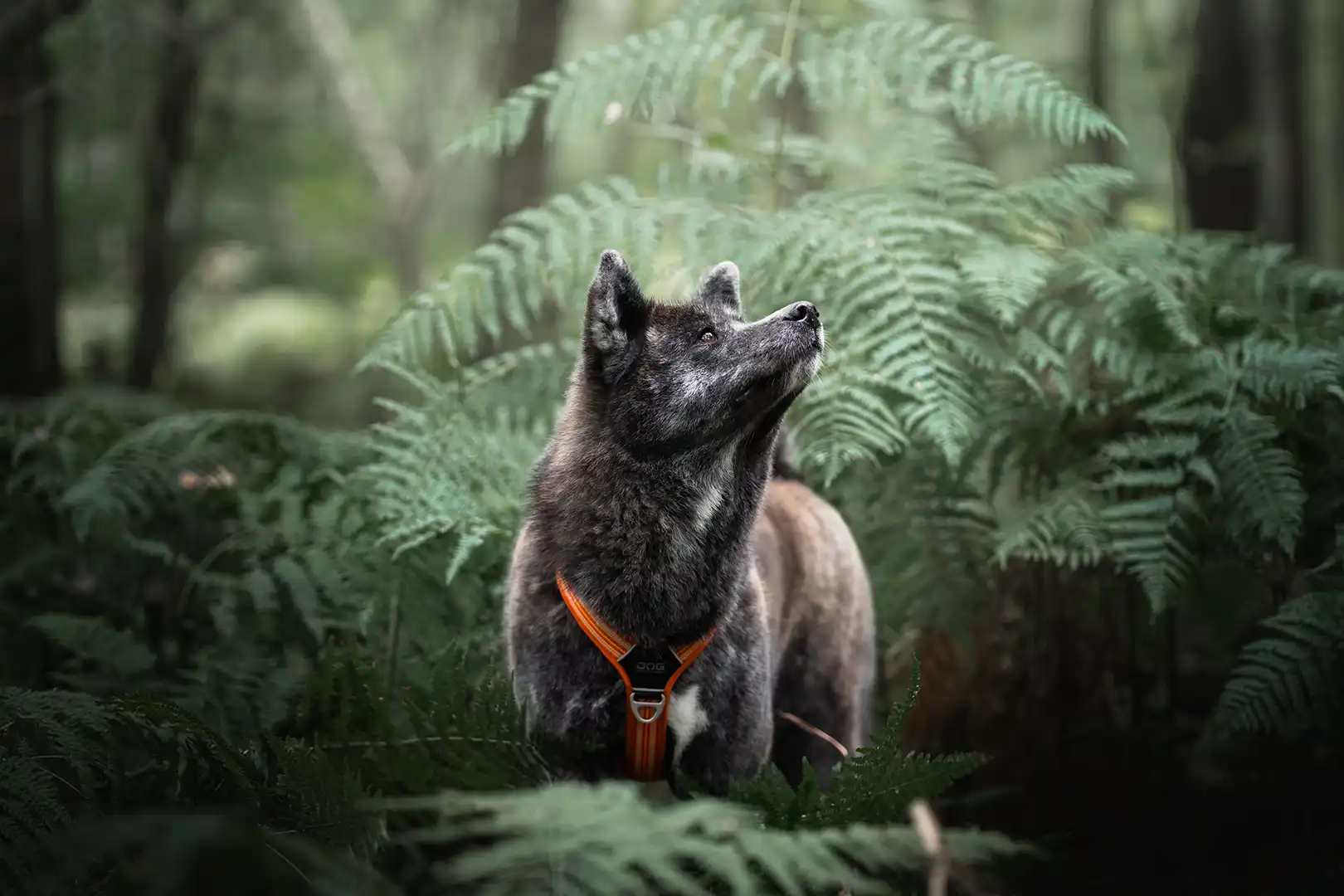 Chien roux avec un bandana regardant vers le ciel