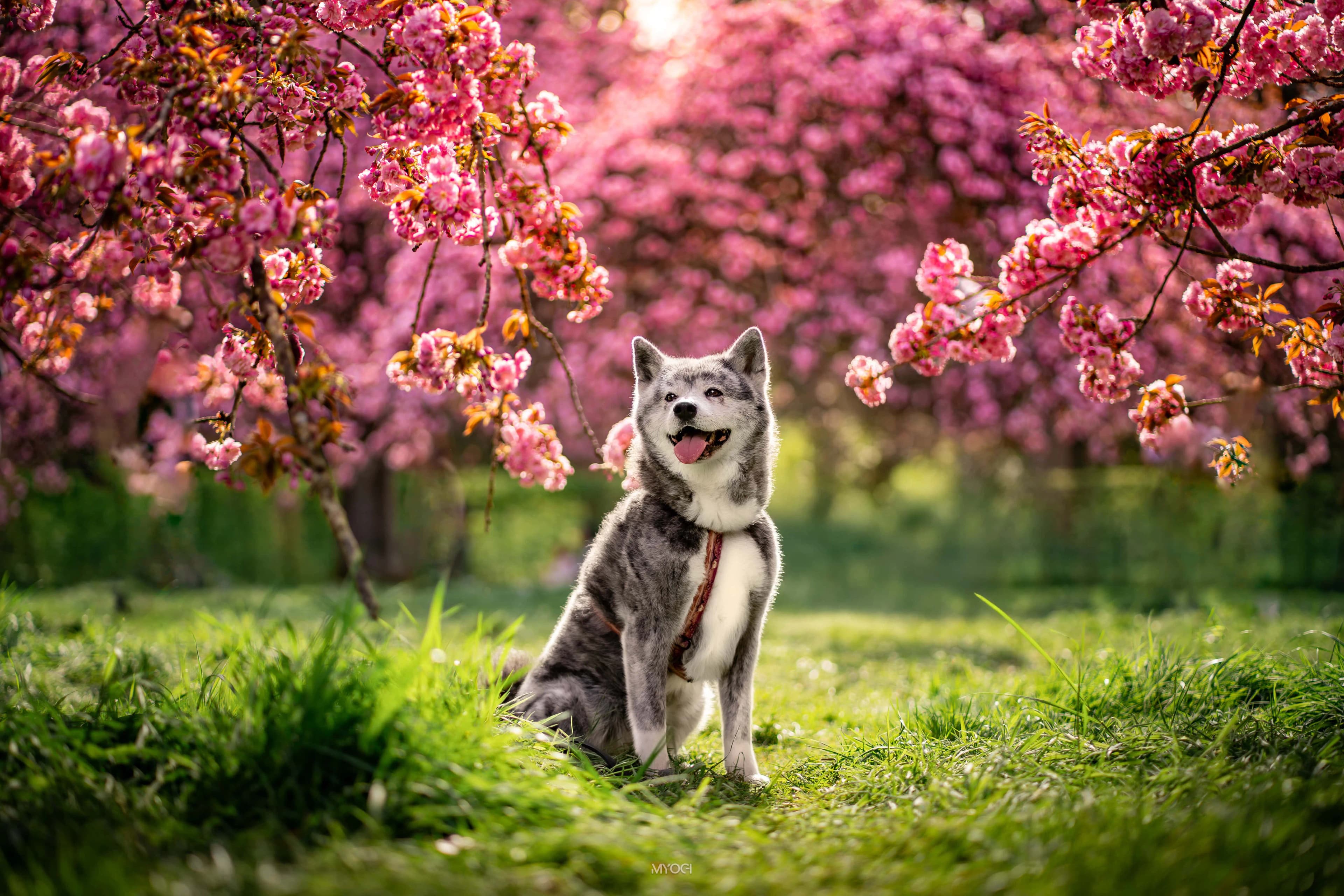Photo d'un chien Akita Inu blanc photographié par Romain Martin