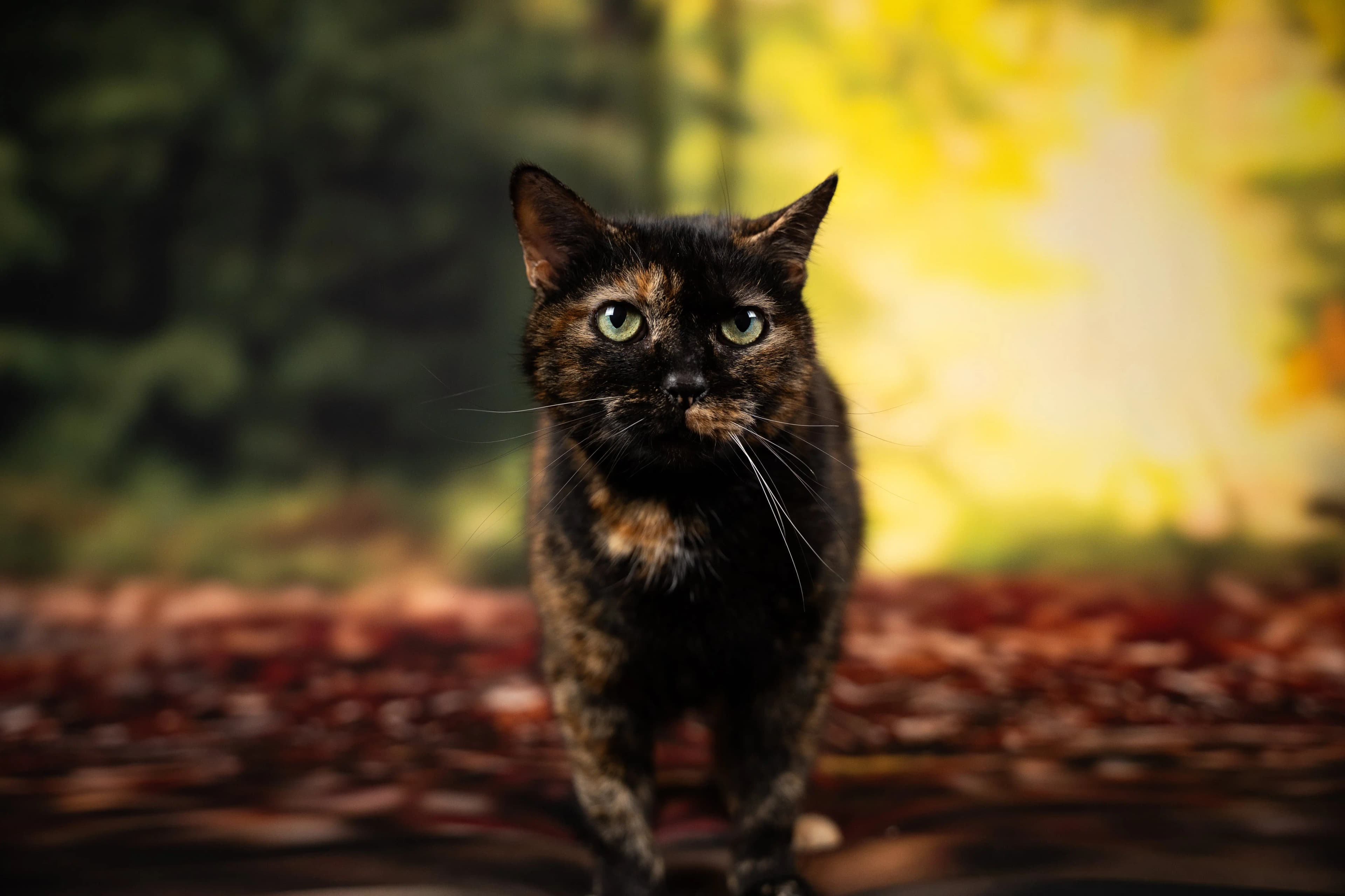 Mini séance photo en animalerie par Romain Martin